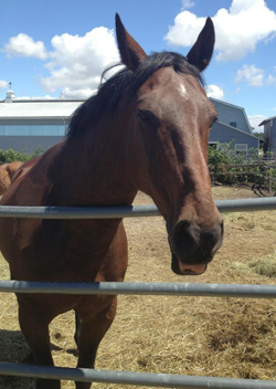 Lucky was rescued from the Kamloops horse auction last year.