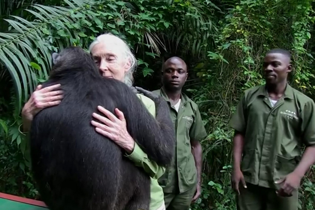 Jane Goodall and Wounda