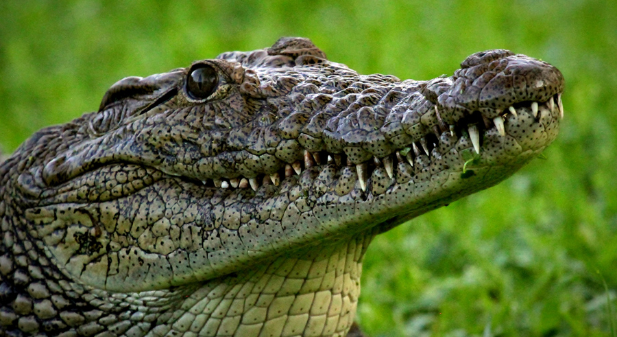 Is a zoo the best place for abandoned crocodiles? - The Animal Reporter